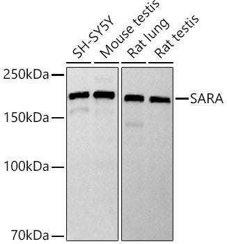 SARA Rabbit mAb