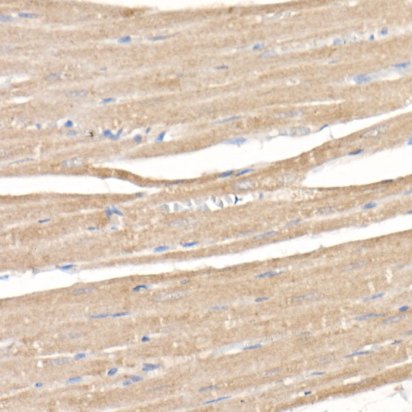 SARA Rabbit mAb