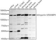 Importin 9 / RANBP9 Rabbit mAb