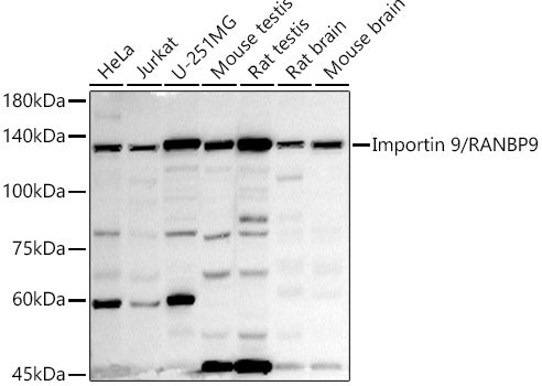 Importin 9 / RANBP9 Rabbit mAb