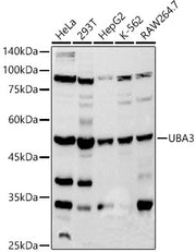 UBA3 Rabbit mAb