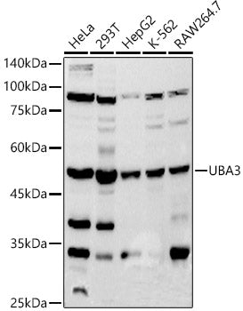 UBA3 Rabbit mAb
