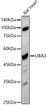 UBA3 Rabbit mAb