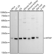 MTAP Rabbit mAb