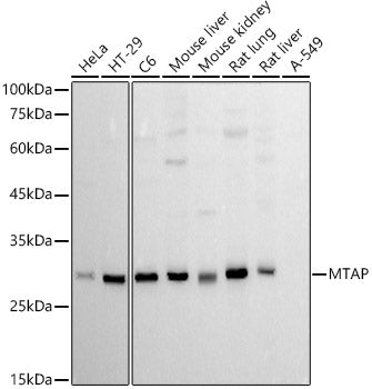 MTAP Rabbit mAb