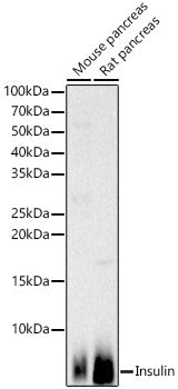 Insulin Rabbit pAb