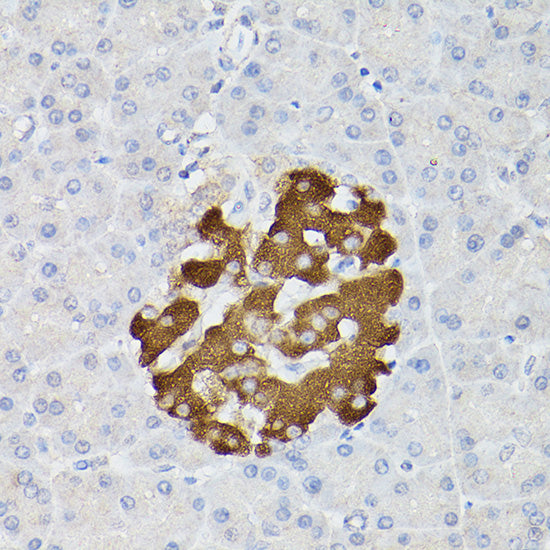 Insulin Rabbit pAb