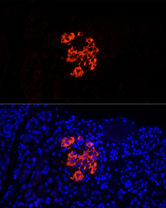 Insulin Rabbit pAb