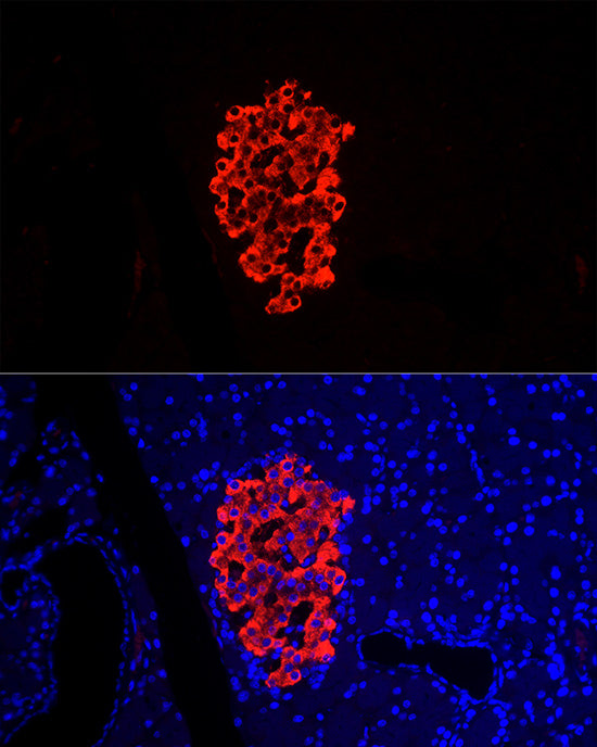 Insulin Rabbit pAb