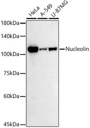 Nucleolin Rabbit mAb