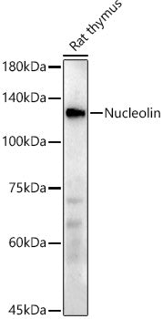 Nucleolin Rabbit mAb