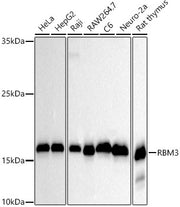 RBM3 Rabbit mAb