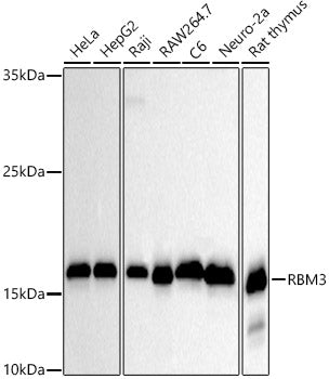 RBM3 Rabbit mAb