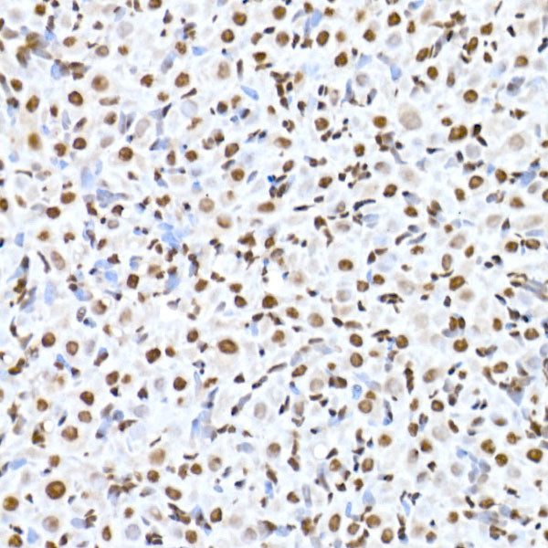 RBM3 Rabbit mAb