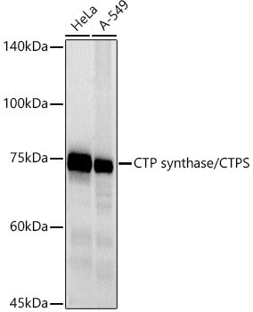 CTP synthase / CTPS Rabbit mAb