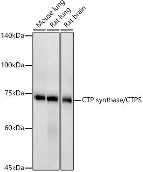 CTP synthase / CTPS Rabbit mAb