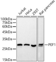 PEF1 Rabbit mAb