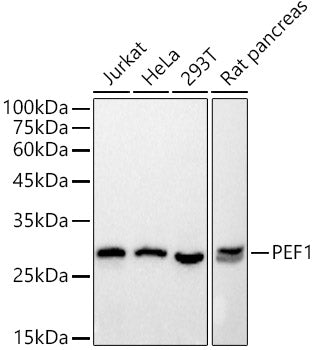 PEF1 Rabbit mAb