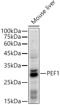 PEF1 Rabbit mAb