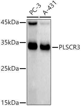 PLSCR3 Rabbit mAb