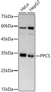 PPCS Rabbit mAb