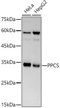 PPCS Rabbit mAb