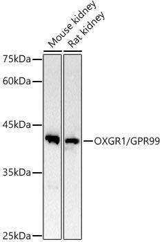 OXGR1 / GPR99 Rabbit mAb