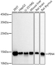 PIN4 Rabbit mAb