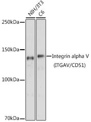 Integrin alpha V (ITGAV/CD51) Rabbit pAb