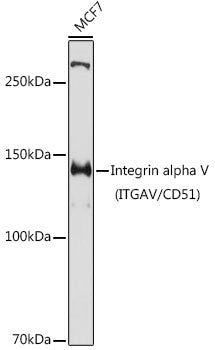Integrin alpha V (ITGAV/CD51) Rabbit pAb