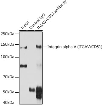 Integrin alpha V (ITGAV/CD51) Rabbit pAb