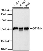 DTYMK Rabbit mAb