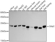 TPMT Rabbit mAb