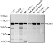 KIF5B Rabbit mAb