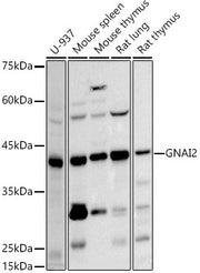 GNAI2 Rabbit mAb