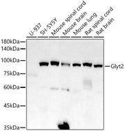 Glyt2 Rabbit mAb