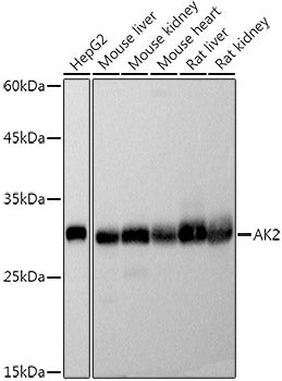 [KO Validated] AK2 Rabbit mAb