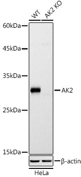 [KO Validated] AK2 Rabbit mAb