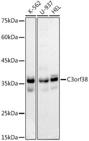 C3orf38 Rabbit mAb