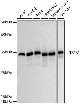 TSFM Rabbit mAb
