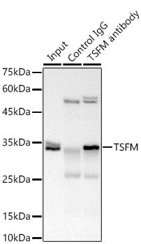 TSFM Rabbit mAb
