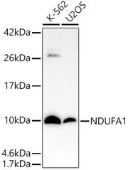 NDUFA1 Rabbit mAb