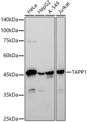 TAPP1 Rabbit mAb