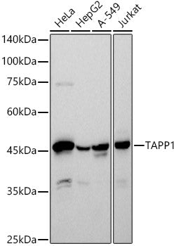 TAPP1 Rabbit mAb