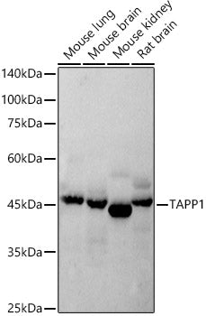 TAPP1 Rabbit mAb