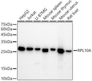 RPL10A Rabbit mAb