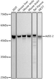 AdSS 2 Rabbit mAb