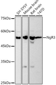 NgR3 Rabbit mAb