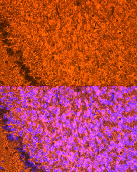 NgR3 Rabbit mAb