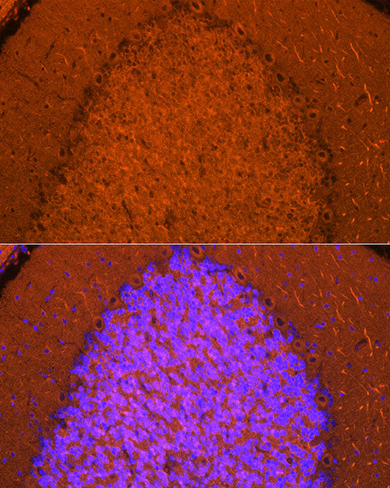 NgR3 Rabbit mAb